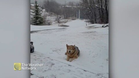 Icy snow falls on dog, but it doesn't seem to mind