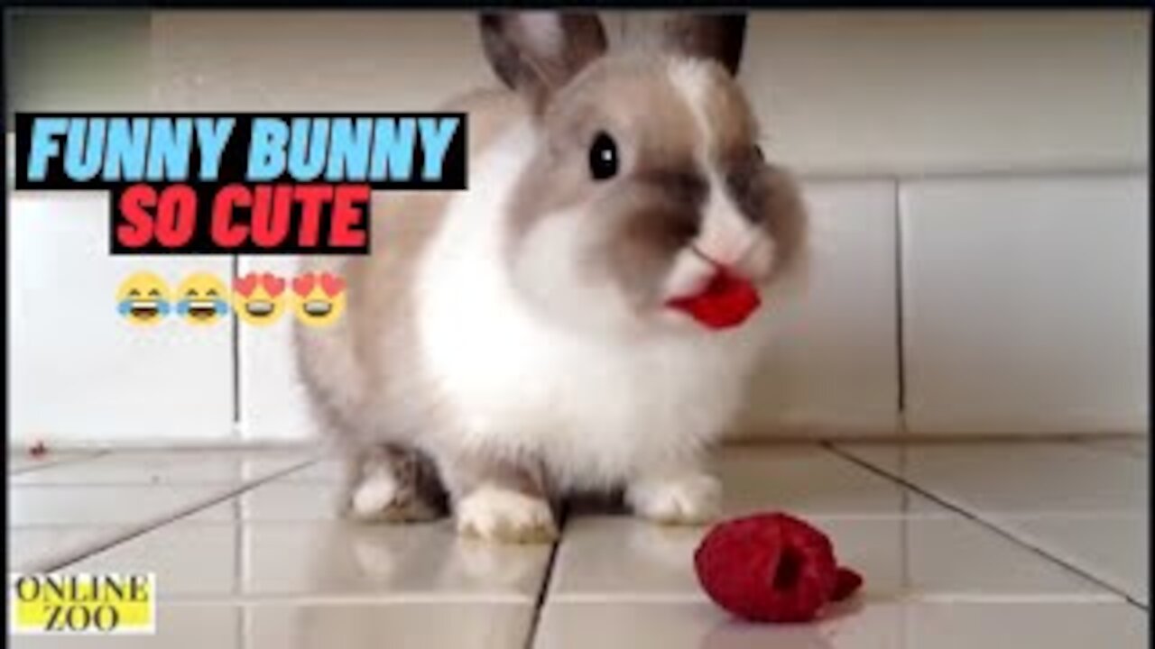 Funny and Cute Baby Bunny Rabbit Videos - Compilation (2021)