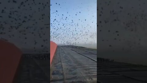 Count The Birds