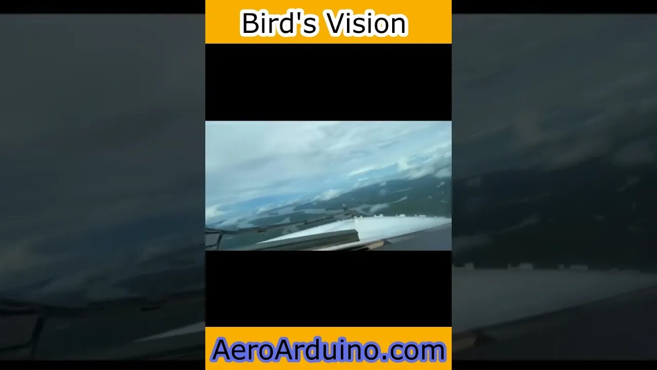 Insane Bird's Vision #Flying #Aviaiton #AeroArduino