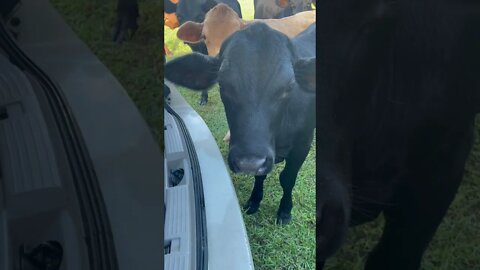 When the cow stares you down. #cow #cows #shorts