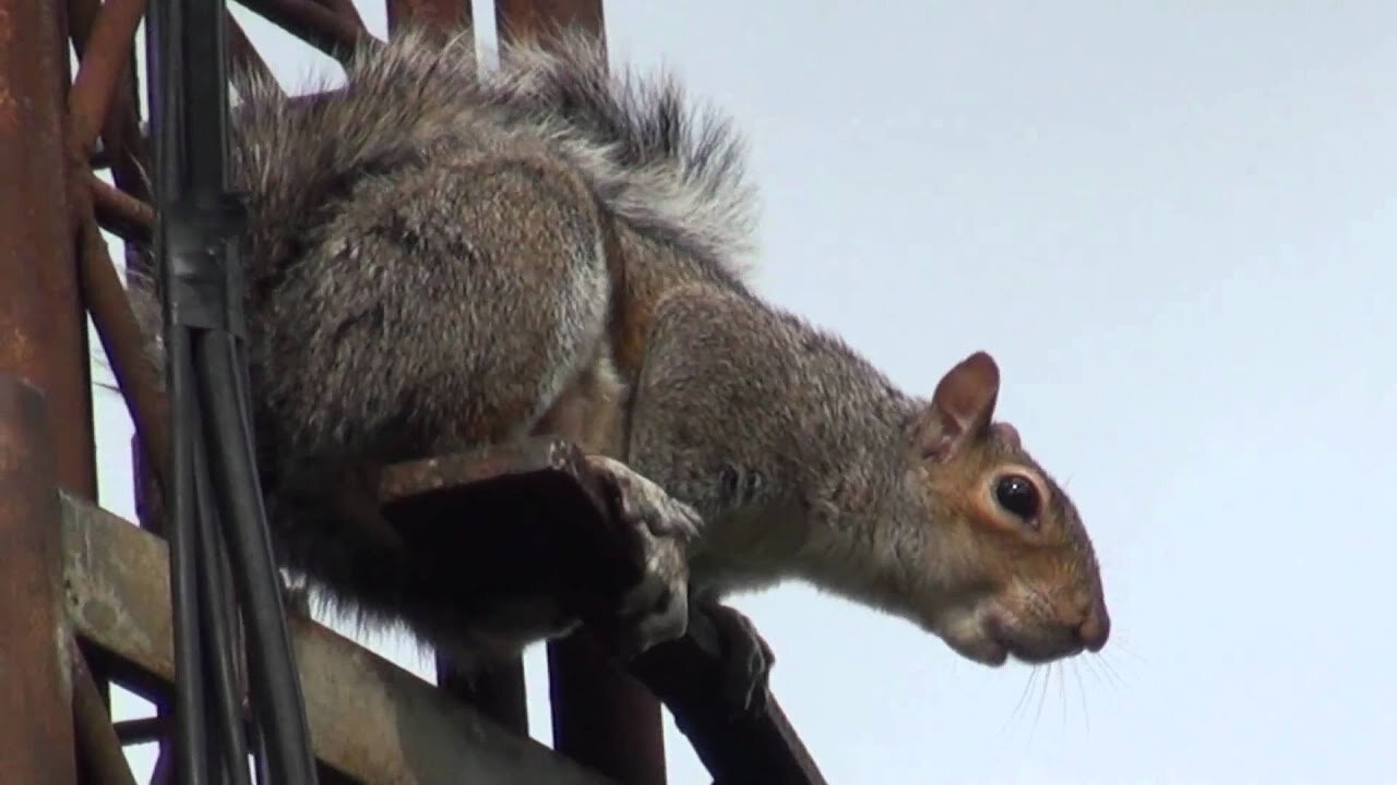 Squirrel ALARM CALL