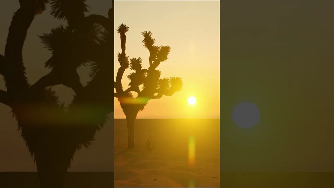 Desert Serenity: Bask in the Sunshine with Soothing Meditation Music #shorts