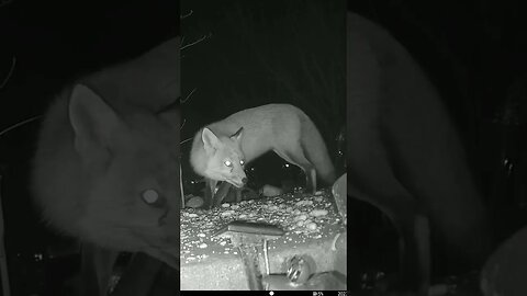 The Fox Looks Angry #Shorts 🤔