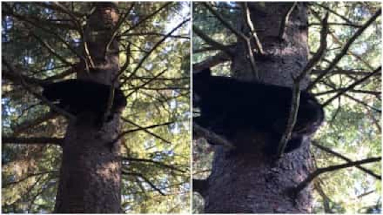 Orso sale sull'albero e danza