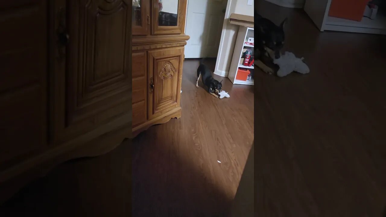 Snickers trying to get is to play
