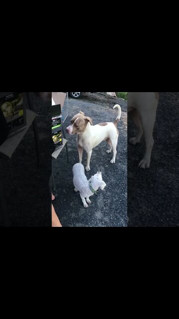 Small dog chasing off big pit bull type dog. Under careful supervision