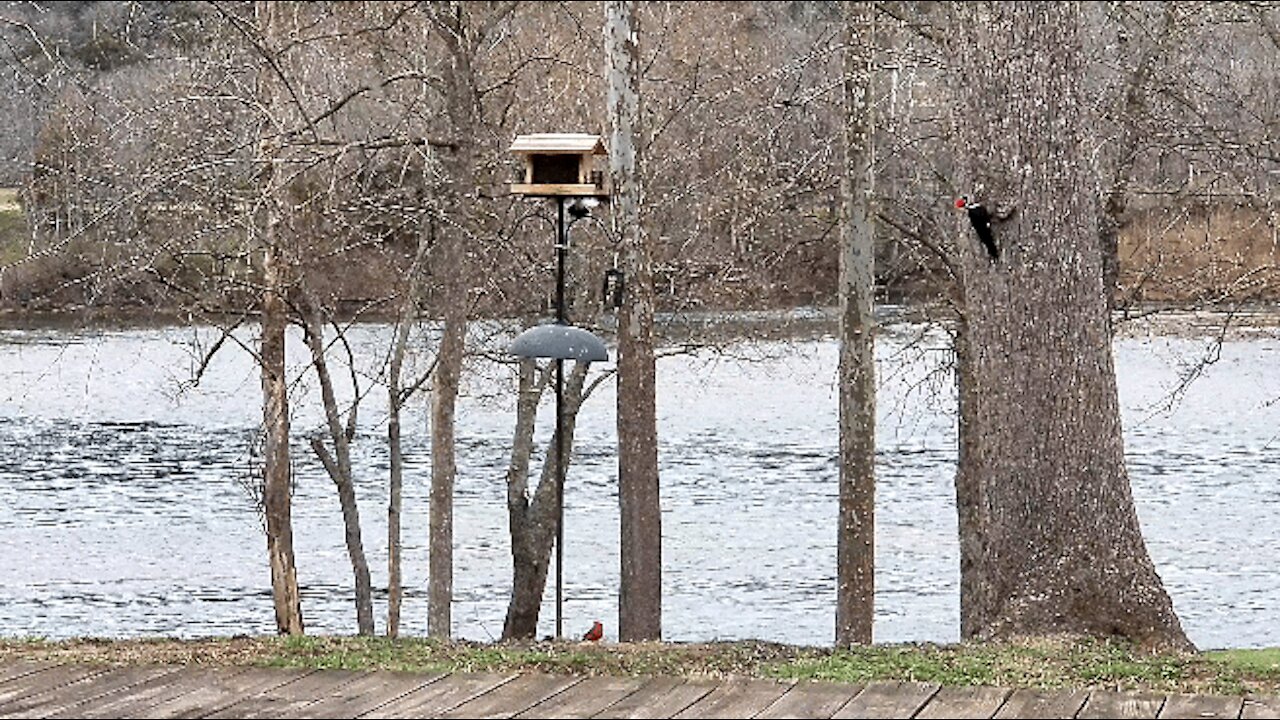 PETE AT THE FEEDER (GRACING US WITH HIS PRESENCE)