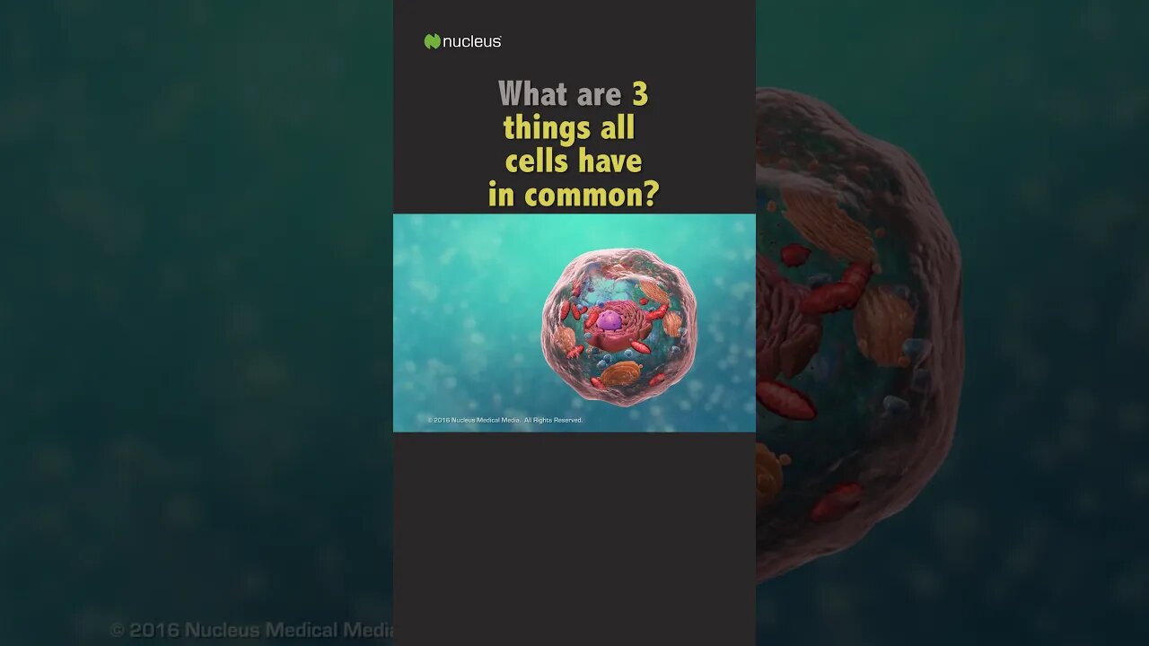 1 Minute Biology Quiz - 3 things all cells have in common?