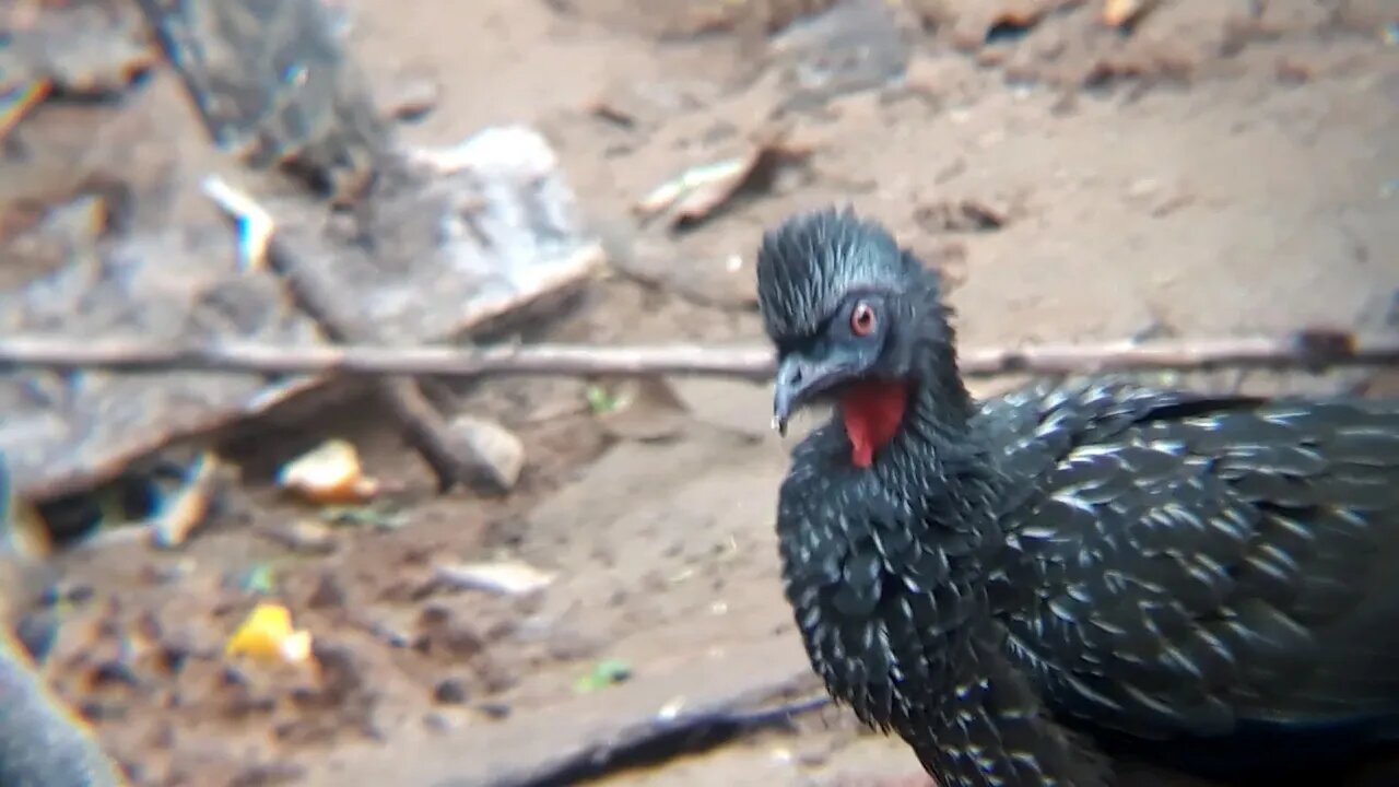 Jacu alegria entre eles Jacuaçu , jacuguaçu, guans,