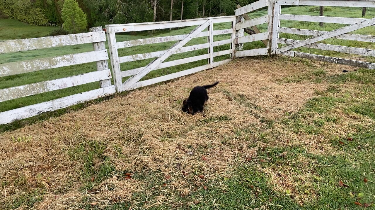 Leia pup enjoying a little play time