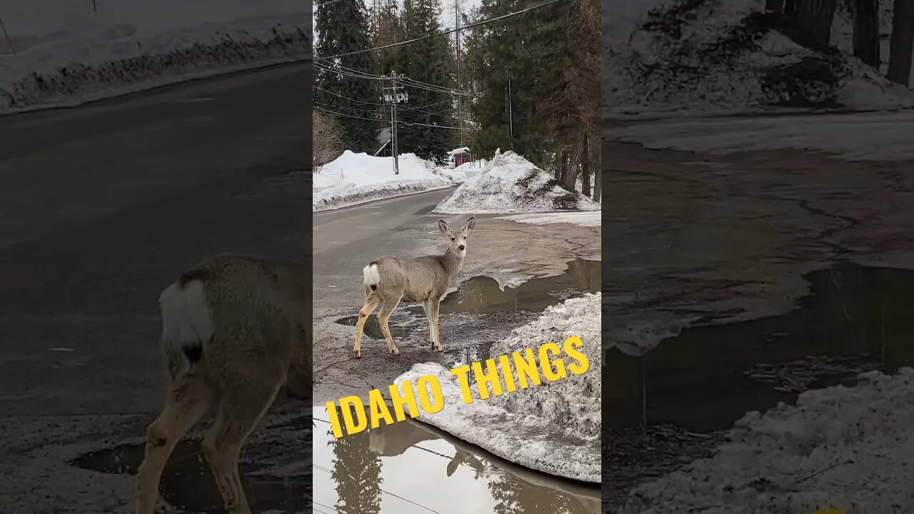 Jokers walking around McCall like they’re pedestrians. 🤣