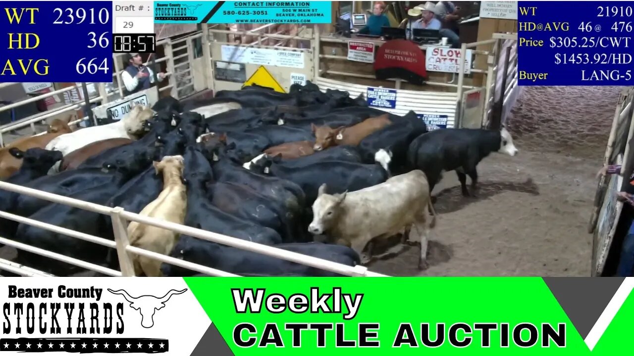 5/30/2023 - Beaver County Stockyards Livestock Auction