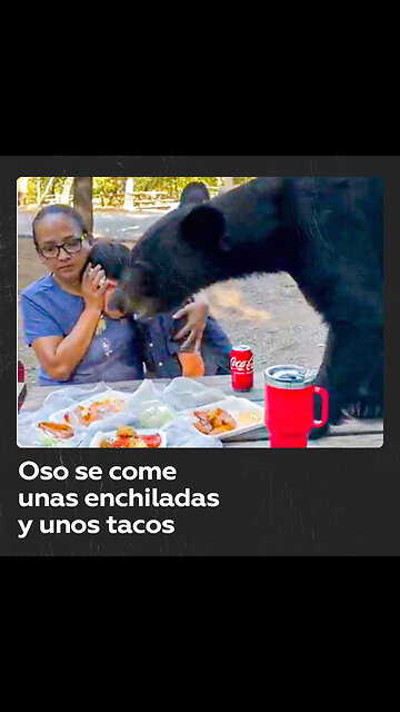 Oso sorprende a familia en un parque y les roba su comida