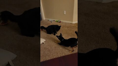 Snickers and Jellybean at it again