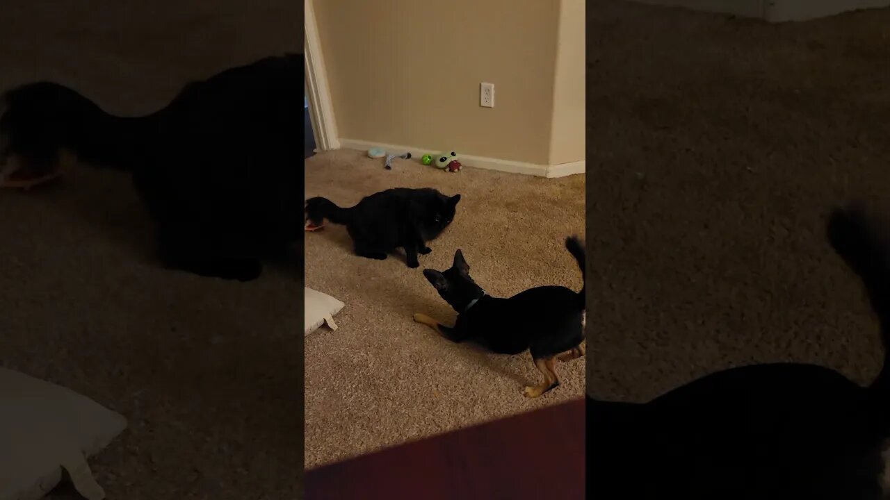 Snickers and Jellybean at it again
