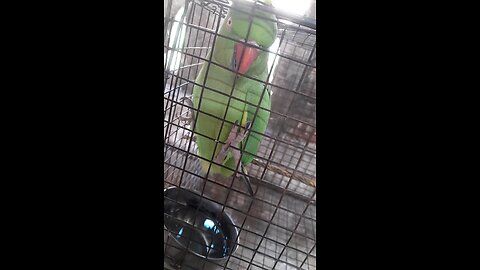 parrot speak for getting food 😃🥰 must watch