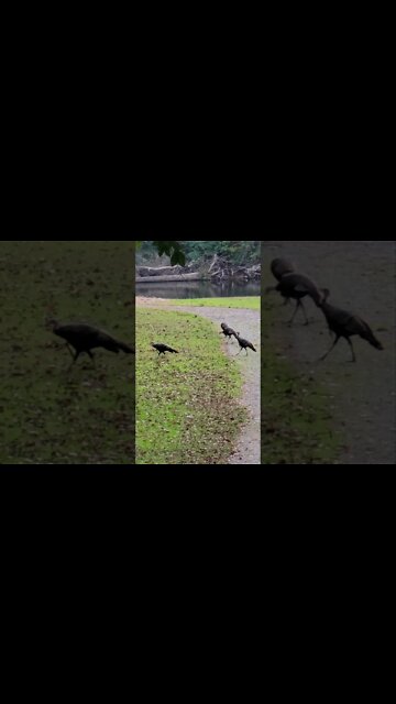 4K Turkeys in the front yard #shorts