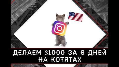 Making $ 1000 in 6 days on kittens