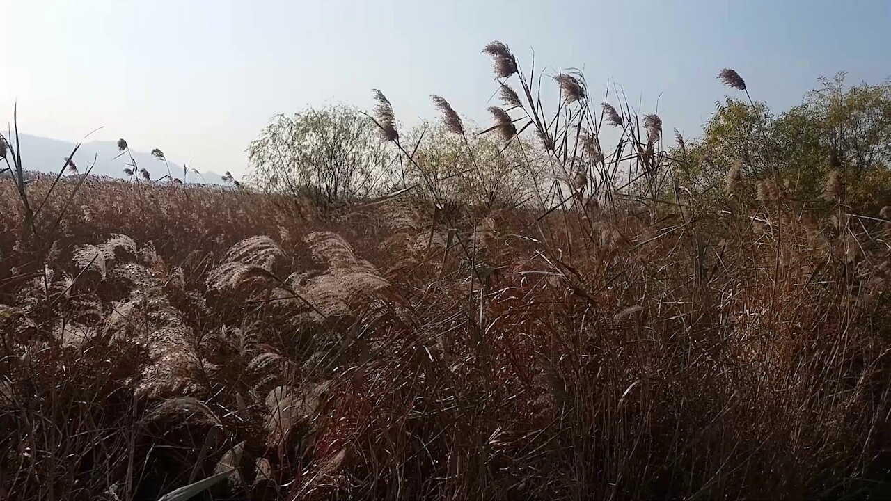 Looking at the reed forest road.