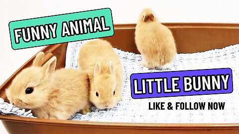 Little Bunny - Funny Animal