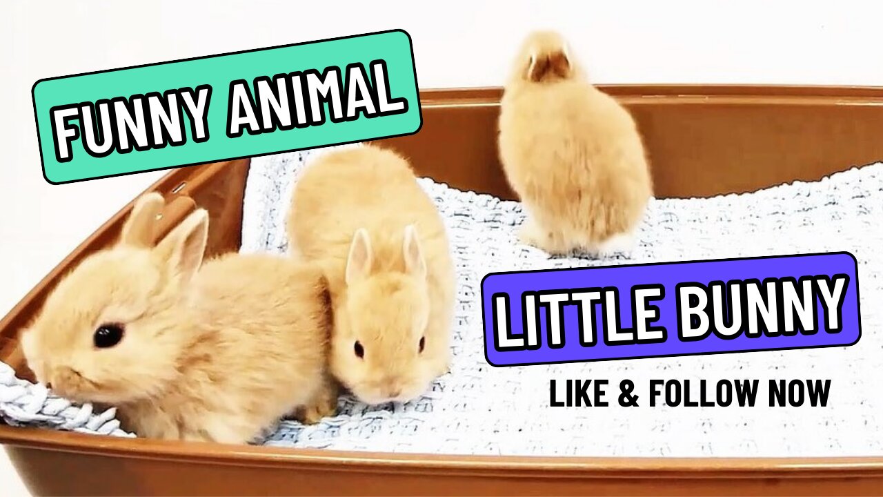 Little Bunny - Funny Animal