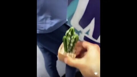 Guy tricked into grabbing a cactus #shorts