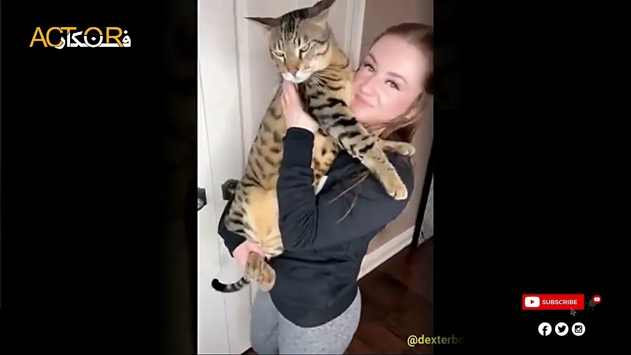 Need something fun- watch these cute animals!
