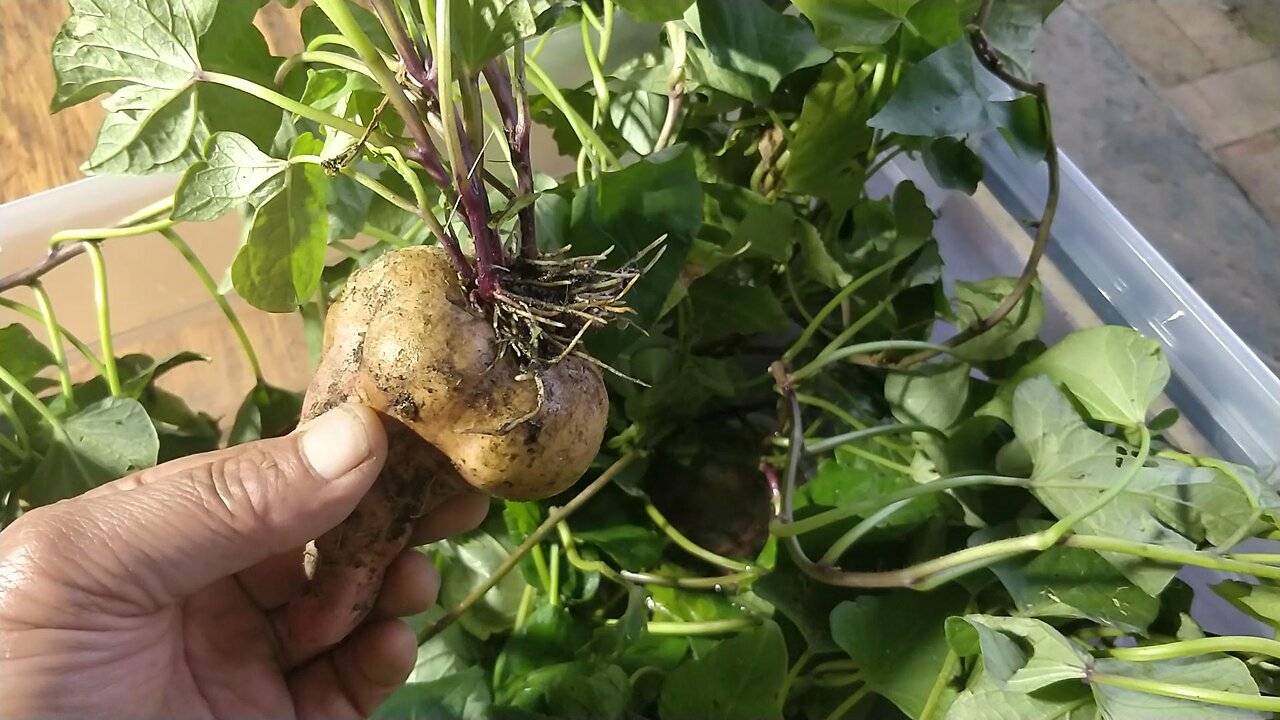 Planting Kumara Vines