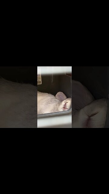 My Flemish buck loves his nesting box!