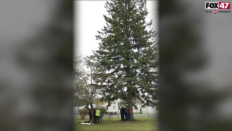 Harvesting the 2018 State of Michigan Christmas Tree