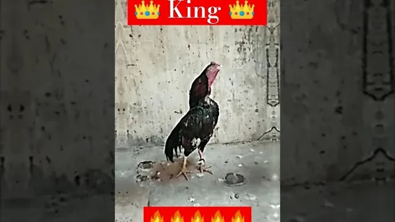 🔥 King Aseel 🔥 [Rooster Aseel] #shorts #youtubeshorts #attitude #king #aseel #murga #rooster #viral