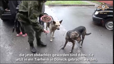 Military personnel of the People's Militia of the DPR rescue pets left without care