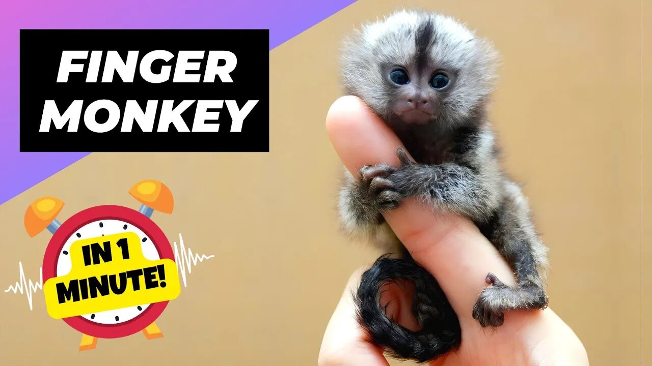 Finger Monkey - In 1 Minute! 🐒 The Cutest Animal In The World - Pygmy Marmoset | 1 Minute Animals