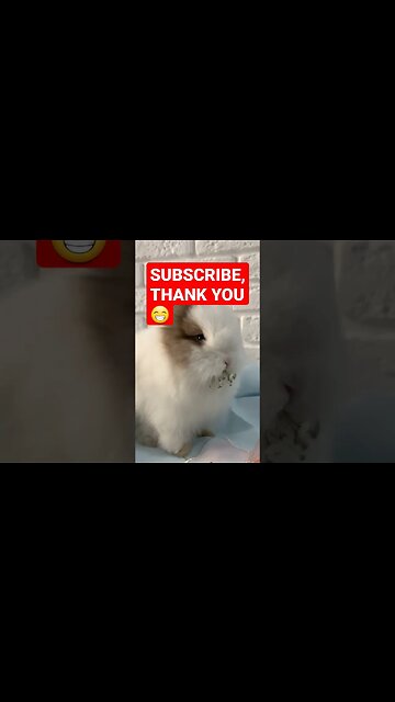 I love this time of year, break time till Easter. Cute as a button. #shorts #pets