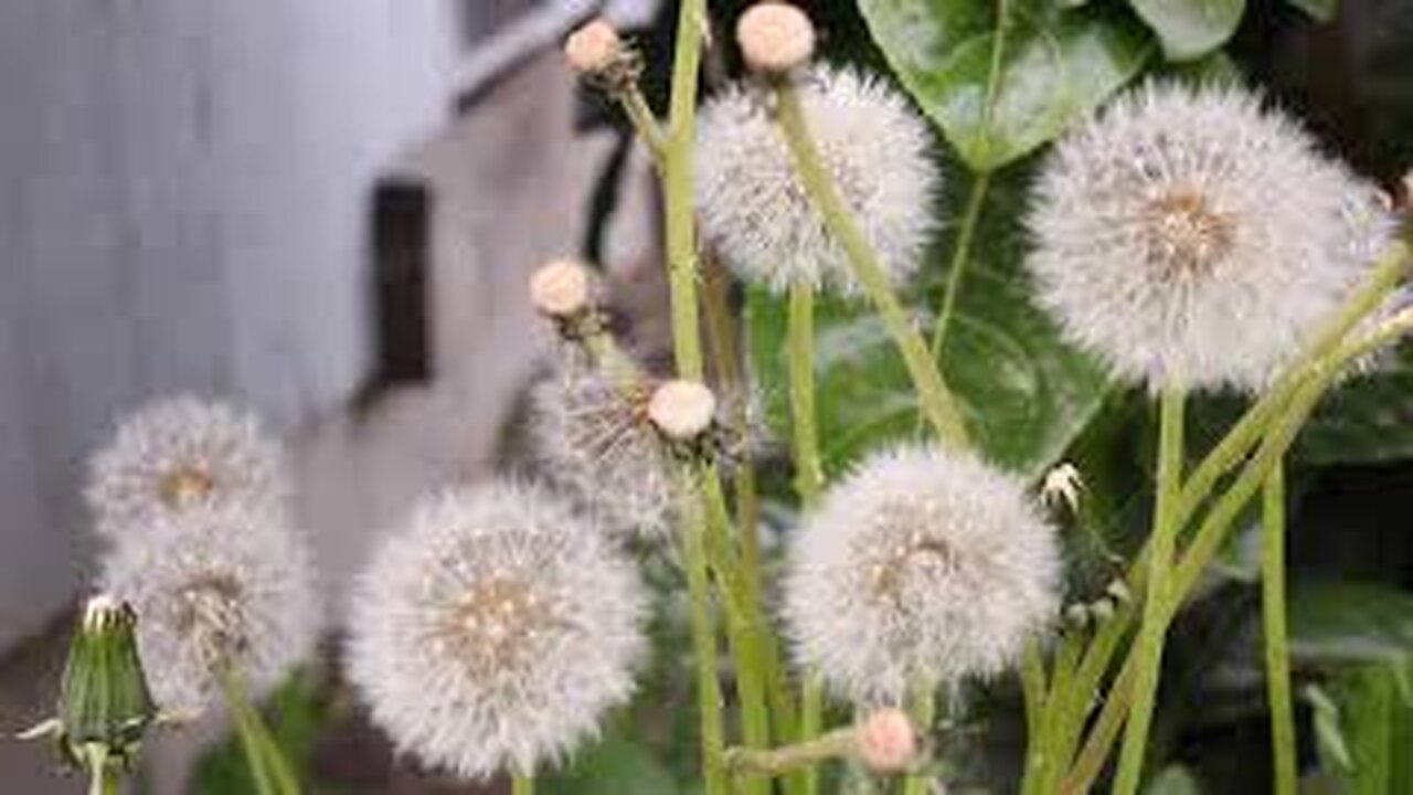 Dandelions