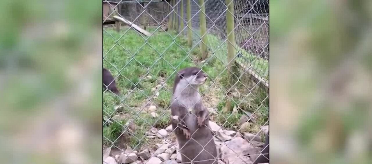 Study shows otters juggle more when hungry