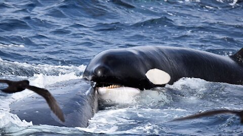 KILLER Whale ARMY KILLING JUBARTE