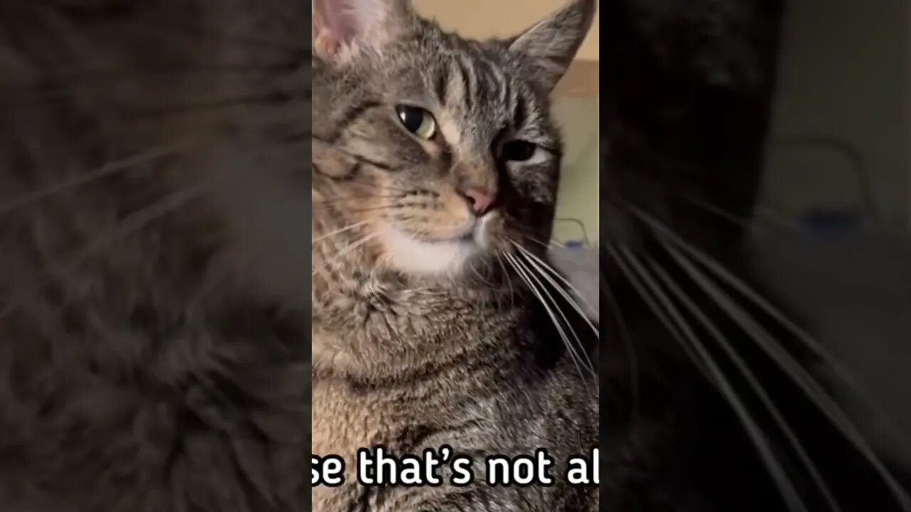 Oh! Actually a talking cats. #pennythecat #talkingcats #catstalking #thecatPenny #funnyshorts