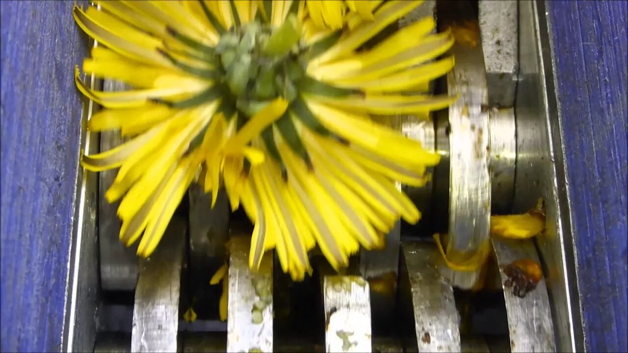 Shredding real flowers.