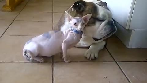 Sphynx kitten absolutely adores English Bulldog