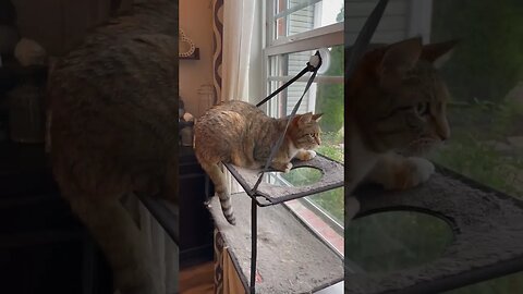 My three year old Queso was chirping to the birds First time I’ve really ever heard her do this ❤