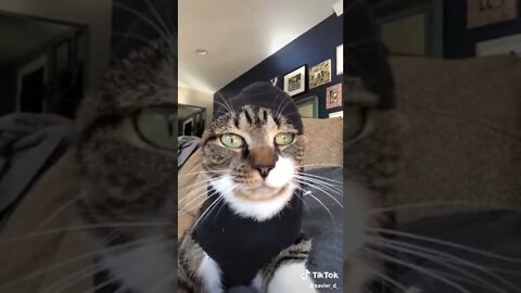 Random Funny TikTok