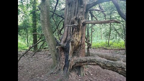 Sinister woodlands Just before SUNSET