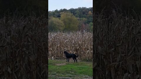 MOHICAN STANDOFF, A dog and A deer.....