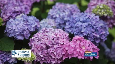 Endless Summer Hydrangeas