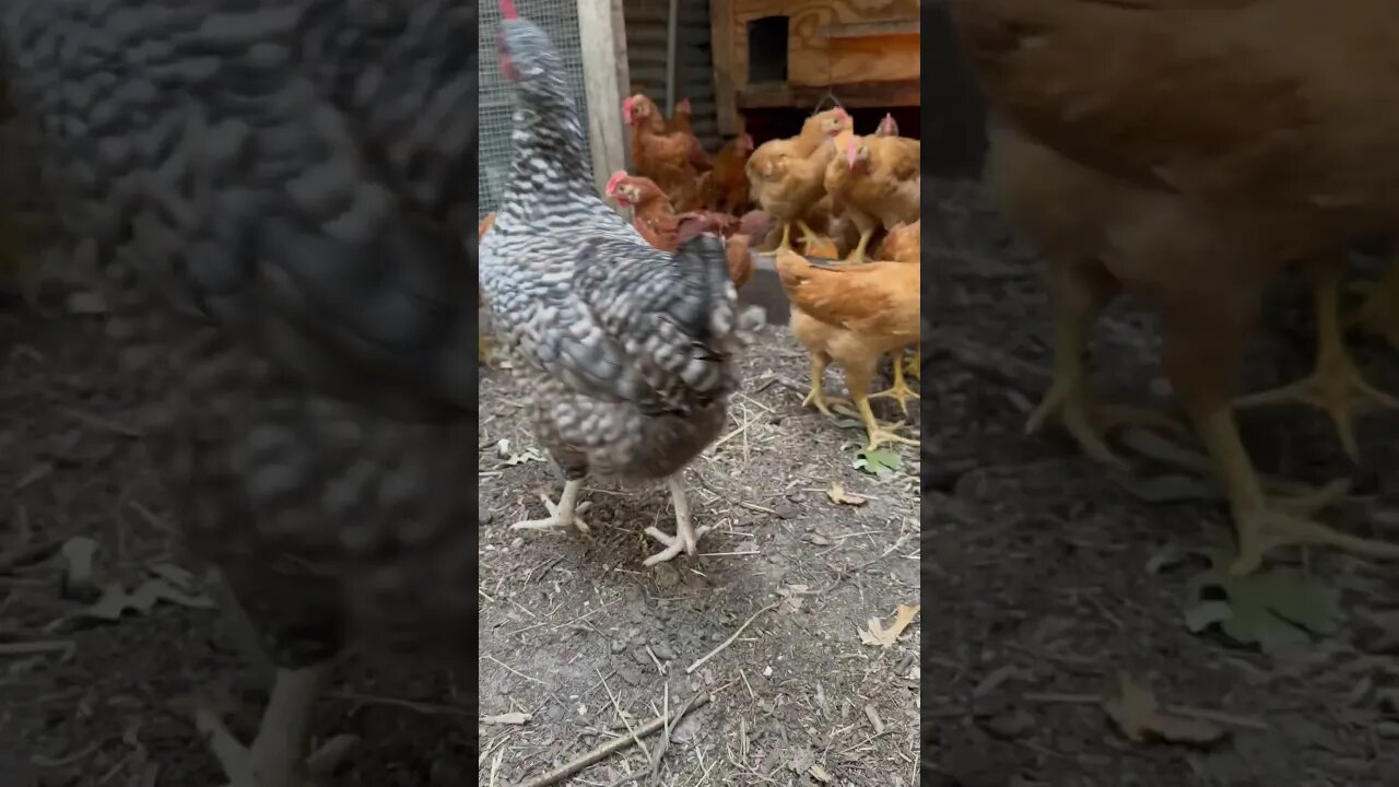 This hen DOMINATES our meat chickens #chickens #animals #shorts