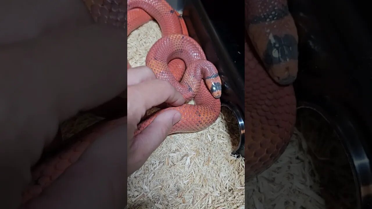 Honduran Milk Snake in Shed (It's a Beth Short) #snake #milkshake