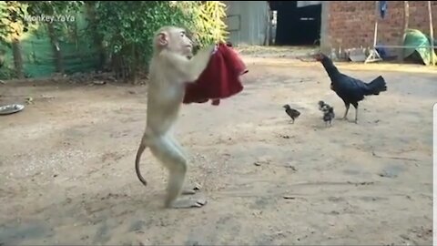 Monkey with Hen