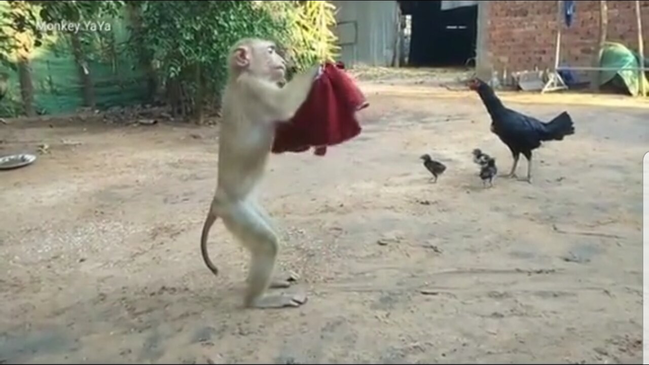 Monkey with Hen